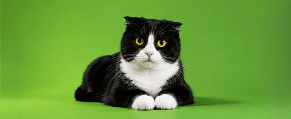 Товары для кошек