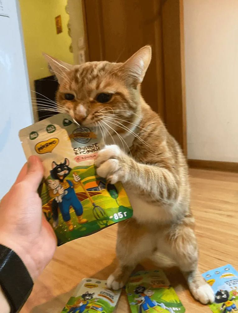 Рыжий кот тянется к паучу Ферма кота Фёдора